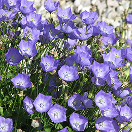 Farolillo de los Crpatos azul, Campanilla